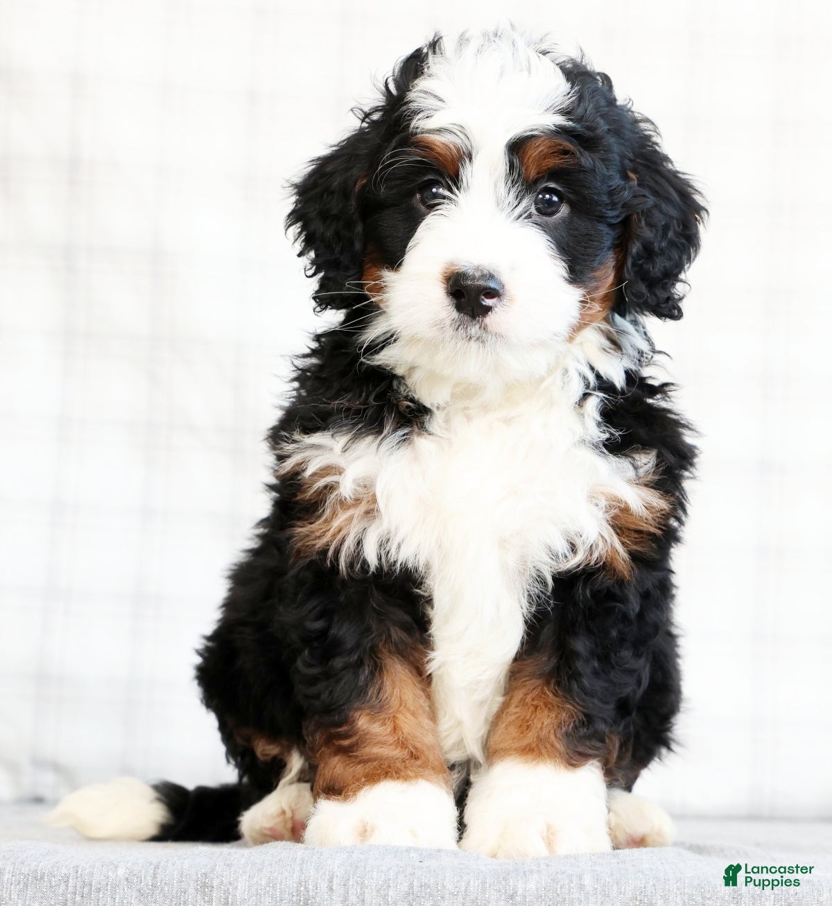 Mini Bernedoodle dogs Bryan - Ad 2