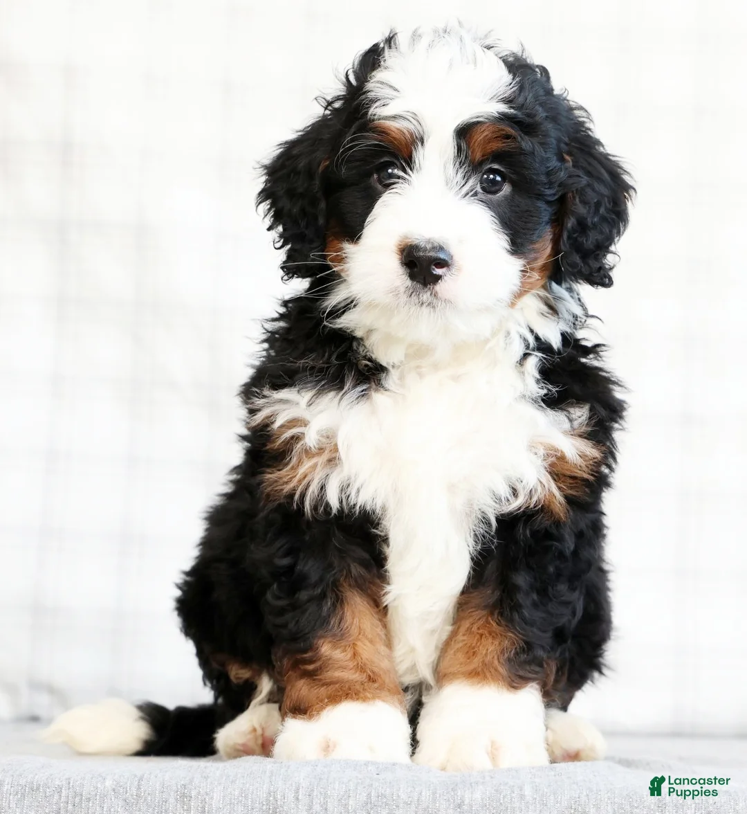 Mini Bernedoodle dogs for sale: Bryan - Ad 2