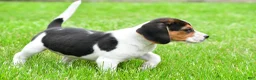 Beagle dogs for sale: Bella - Ad 10