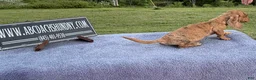 Miniature Dachshund dogs for sale: Brindle boy  - Ad 7