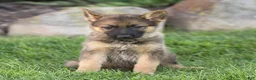 German Shepherd dogs for sale: Selah German Shepherd  - Ad 2