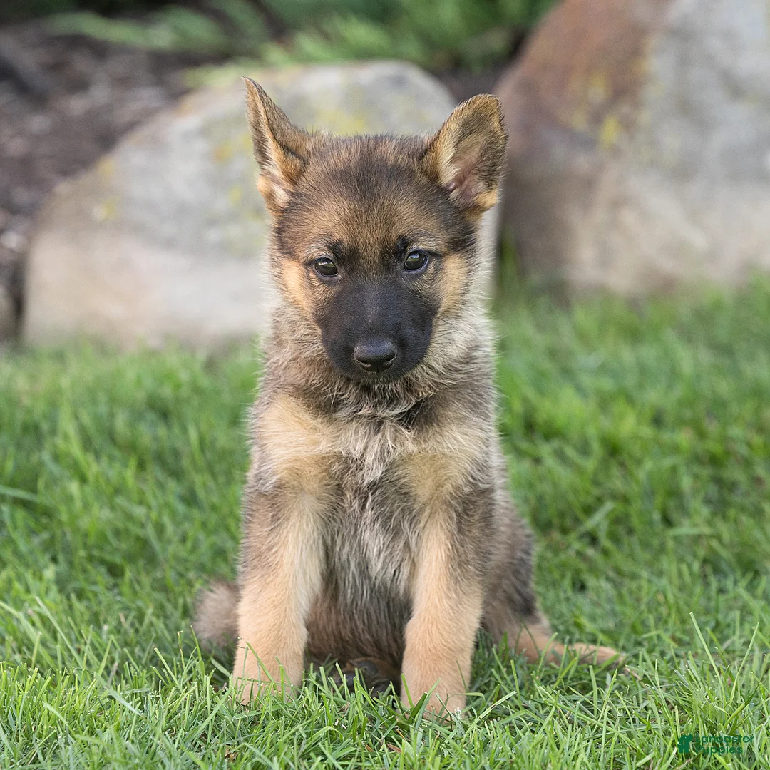 German Shepherd dogs for sale: Selah German Shepherd  - Ad 2