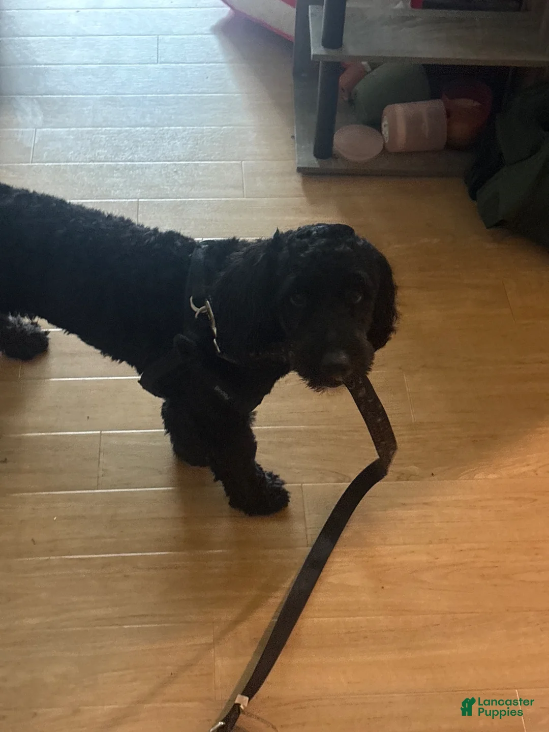 Mixed Breed dogs for sale: Mixed Breed Puppy 1 - Ad 1