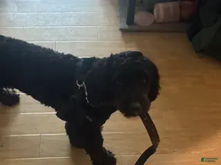 Mixed Breed dogs Mixed Breed Puppy 1 - Ad 34