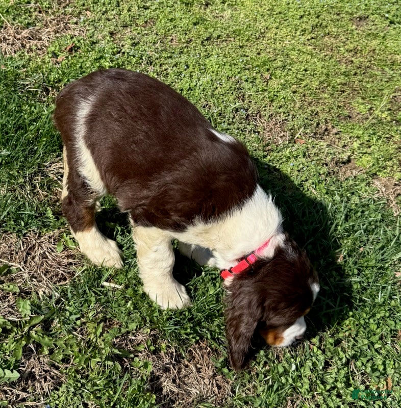 English Springer Spaniel dogs Sol - Ad 2