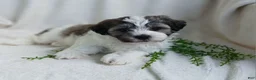 Teddy Bear dogs for sale: Dylan - Ad 8