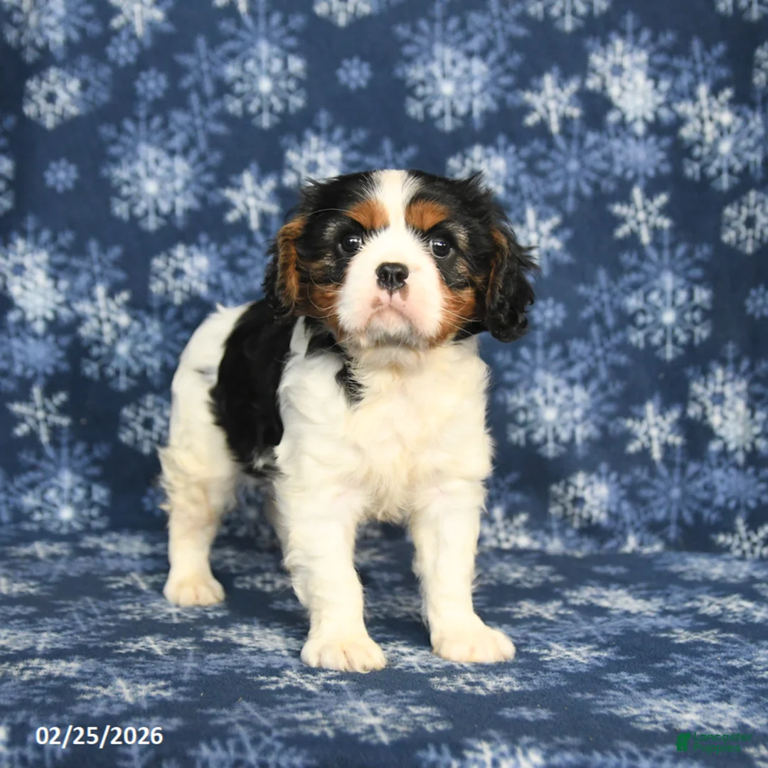 Cavalier King Charles Spaniel dogs for sale: Max - Ad 1