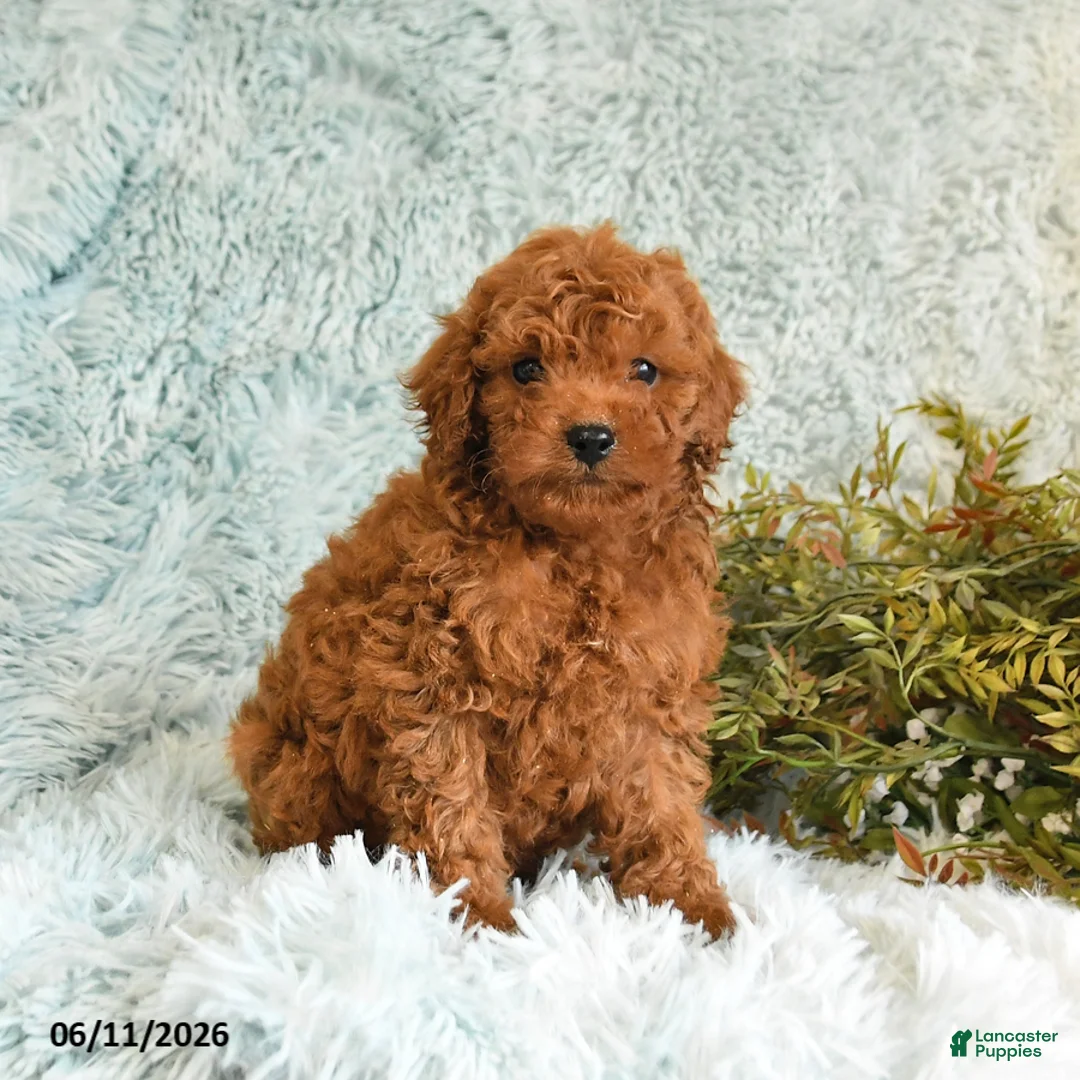 Cockapoo dogs for sale: Theo - Ad 1