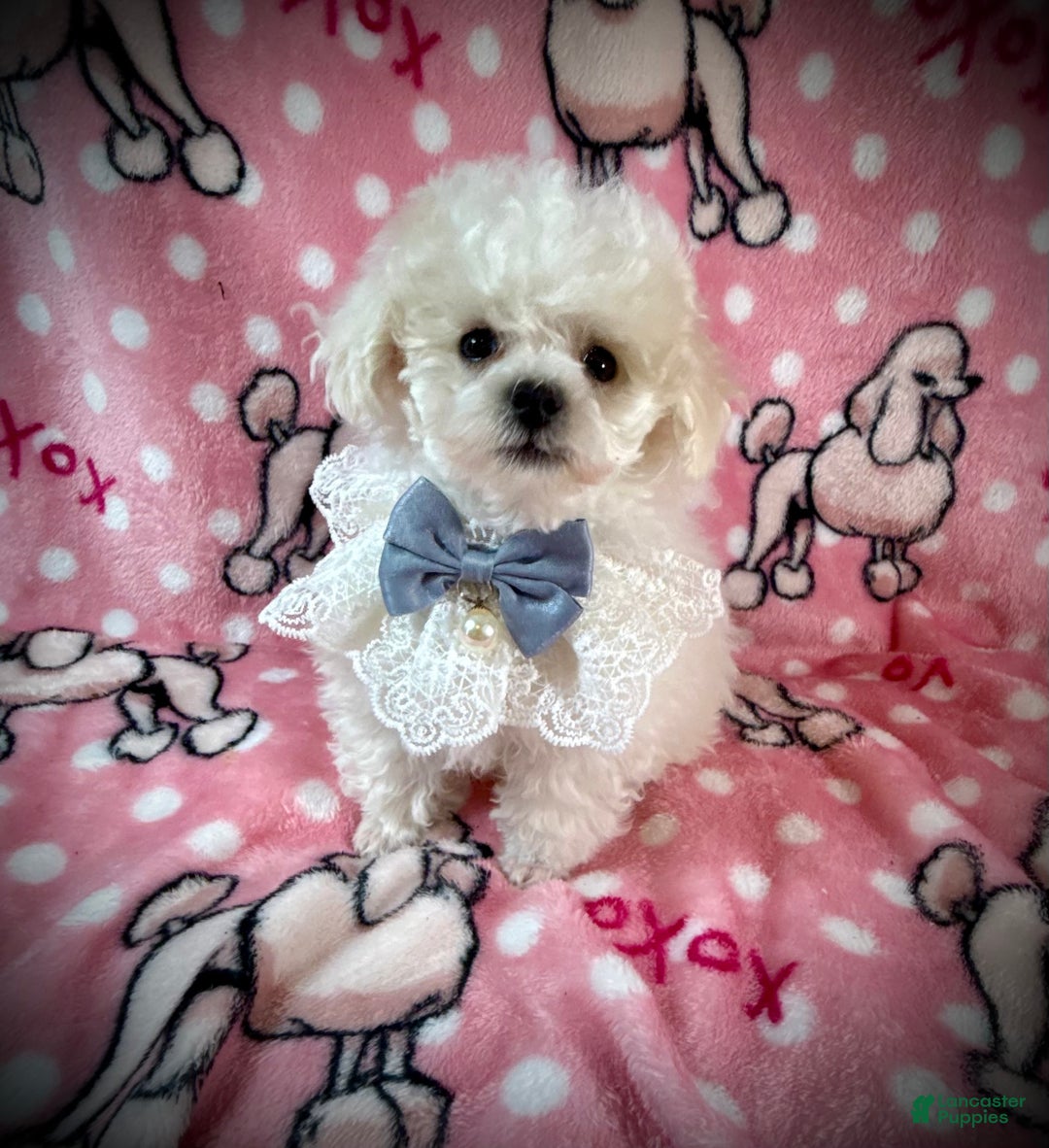 Toy Poodle dogs for sale: Lil Alaska - Ad 2