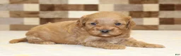 Cavapoo dogs for sale: Donny - Ad 3