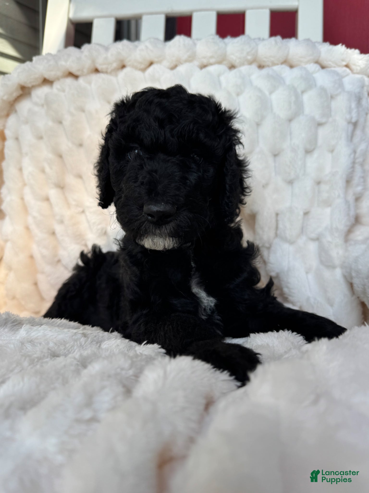 Standard Poodle dogs Standard Poodle Puppy 7 - Ad 1