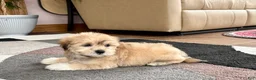 Mixed Breed dogs for sale: Lhasa/Maltese - Ad 8