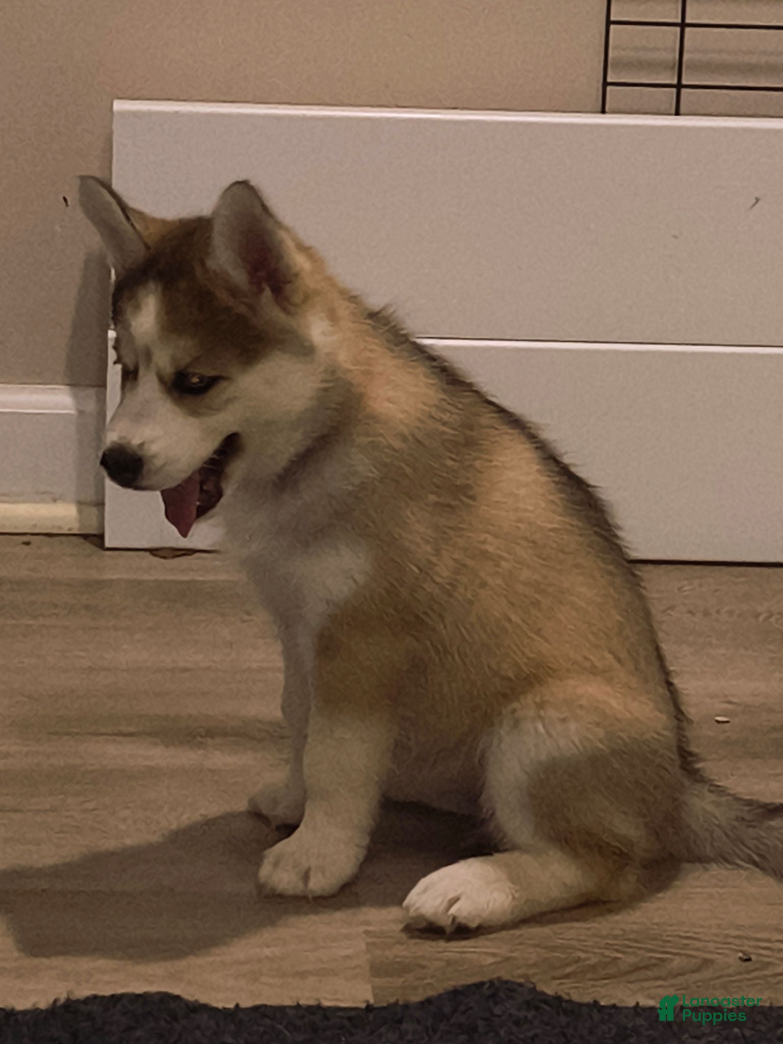 Siberian Husky dogs Siberian Husky 3 - Ad 1