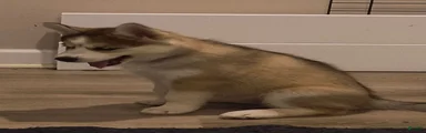 Siberian Husky 3