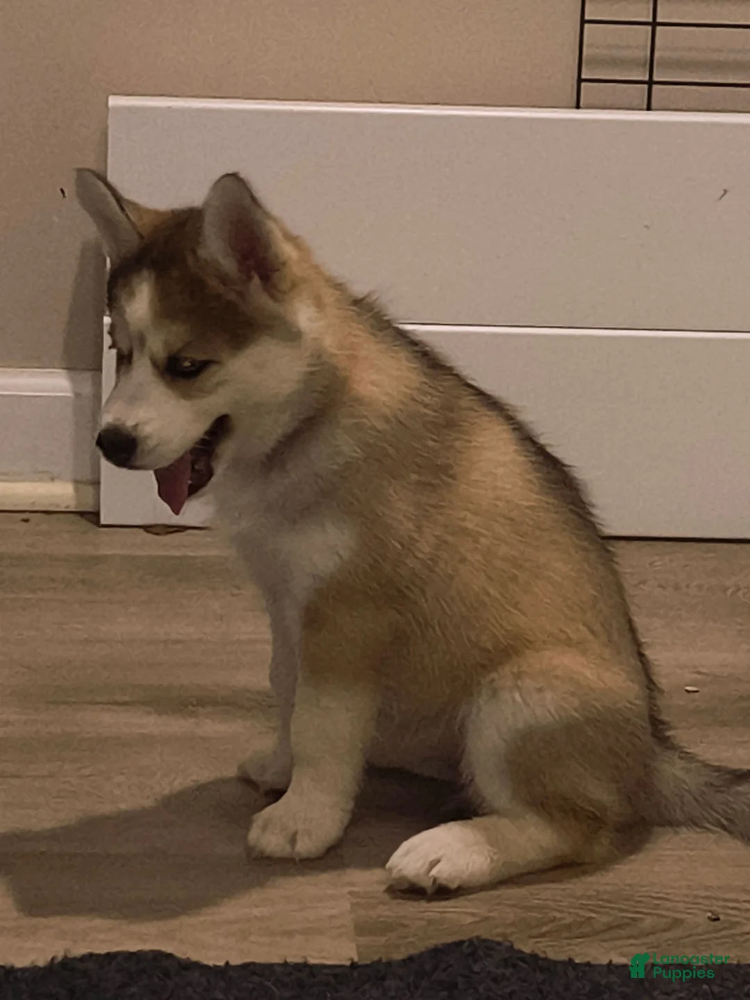 Siberian Husky dogs for sale: Siberian Husky 3 - Ad 1
