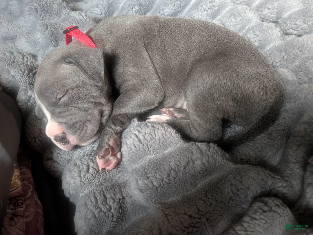 American Pit Bull Terrier dogs for sale: American Pit Bull Terrier 6 - Ad 2