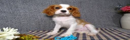 Cavalier King Charles Spaniel dogs for sale: Baxter - Ad 2