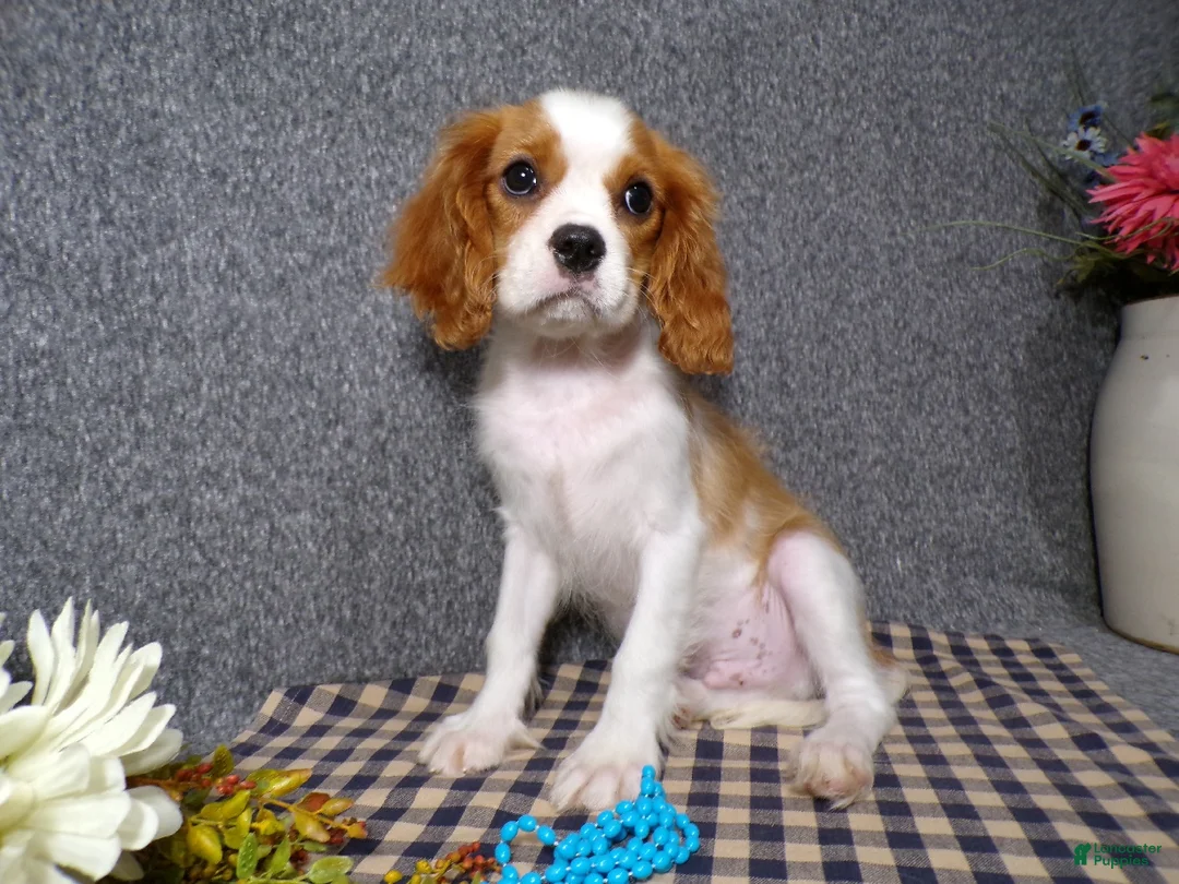 Cavalier King Charles Spaniel dogs for sale: Baxter - Ad 2