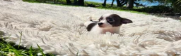 Chihuahua dogs for sale: Tara - Ad 7