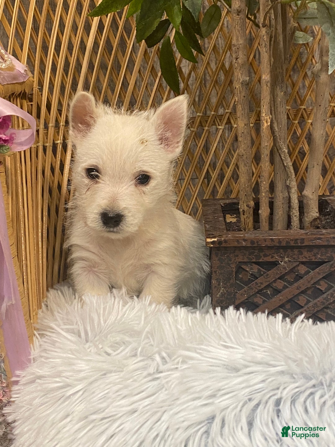 West Highland Terrier dogs for sale: Willy - Ad 6