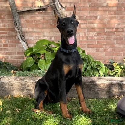 Doberman Pinscher dogs Amika - Ad 1