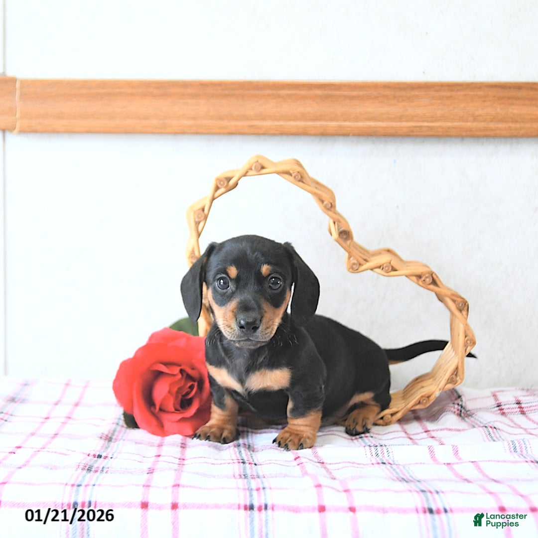 Miniature Dachshund dogs for sale: Valentine - Ad 1
