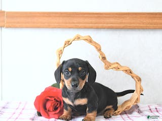 Miniature Dachshund dogs Valentine - Ad 11
