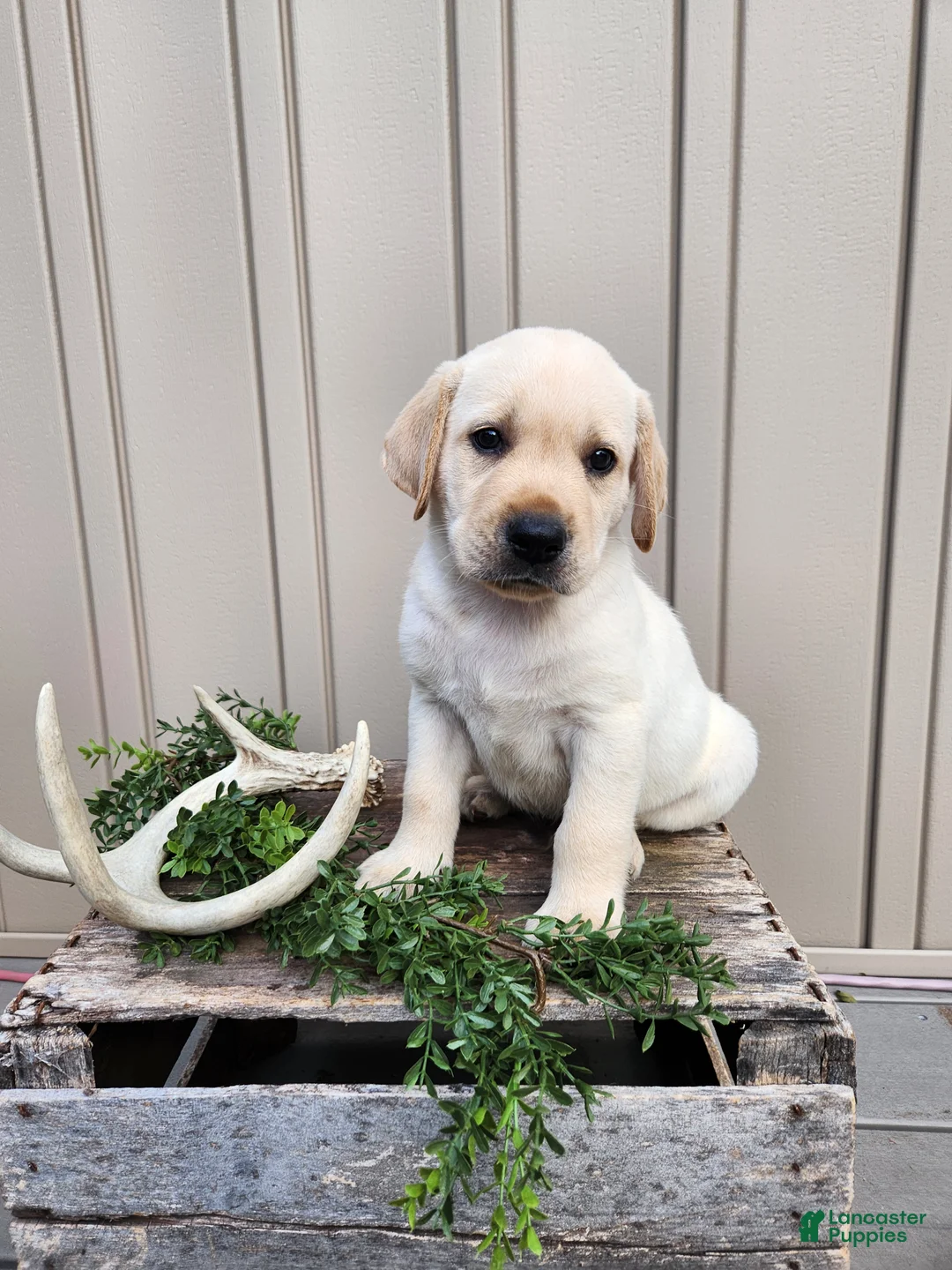 Labrador Retriever dogs for sale: Bear - Ad 1