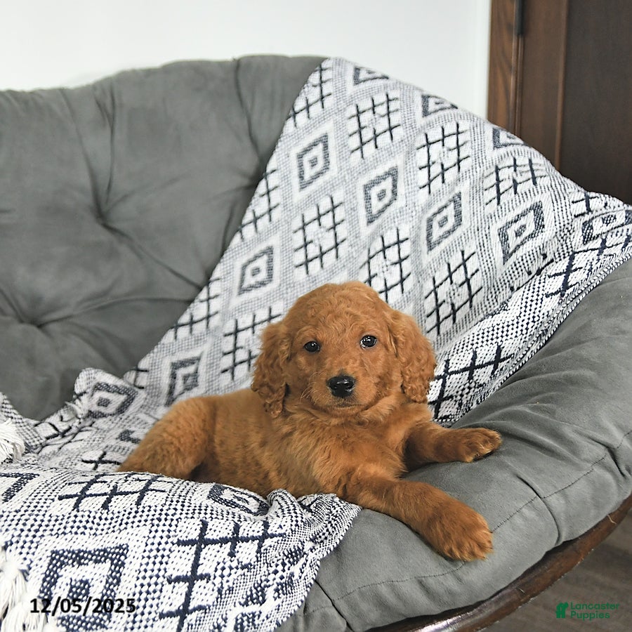Mini Goldendoodle dogs Rudolph - Ad 1