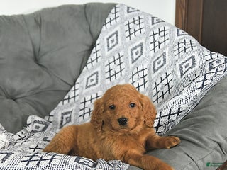 Mini Goldendoodle dogs Rudolph - Ad 33
