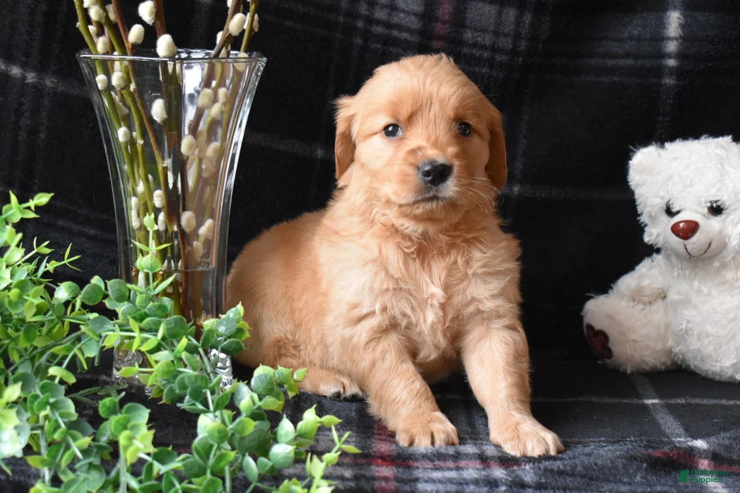 Golden Retriever dogs for sale: Liz - Ad 2