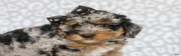 Mini Bernedoodle dogs for sale: Donovan - Ad 3