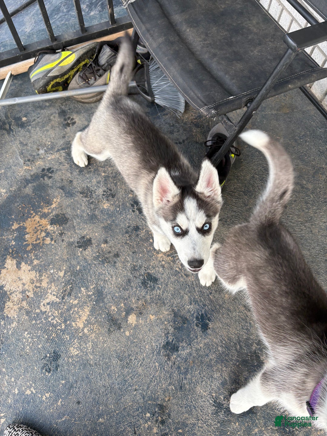 Siberian Husky dogs for sale: Siberian Husky Puppy 2 - Ad 2