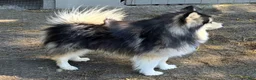 Pomsky dogs for sale: Black mini - Ad 12