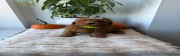 Mini Goldendoodle dogs for sale: Tiffany - Ad 6