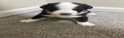 Mixed Breed dogs for sale: Simon - Ad 2