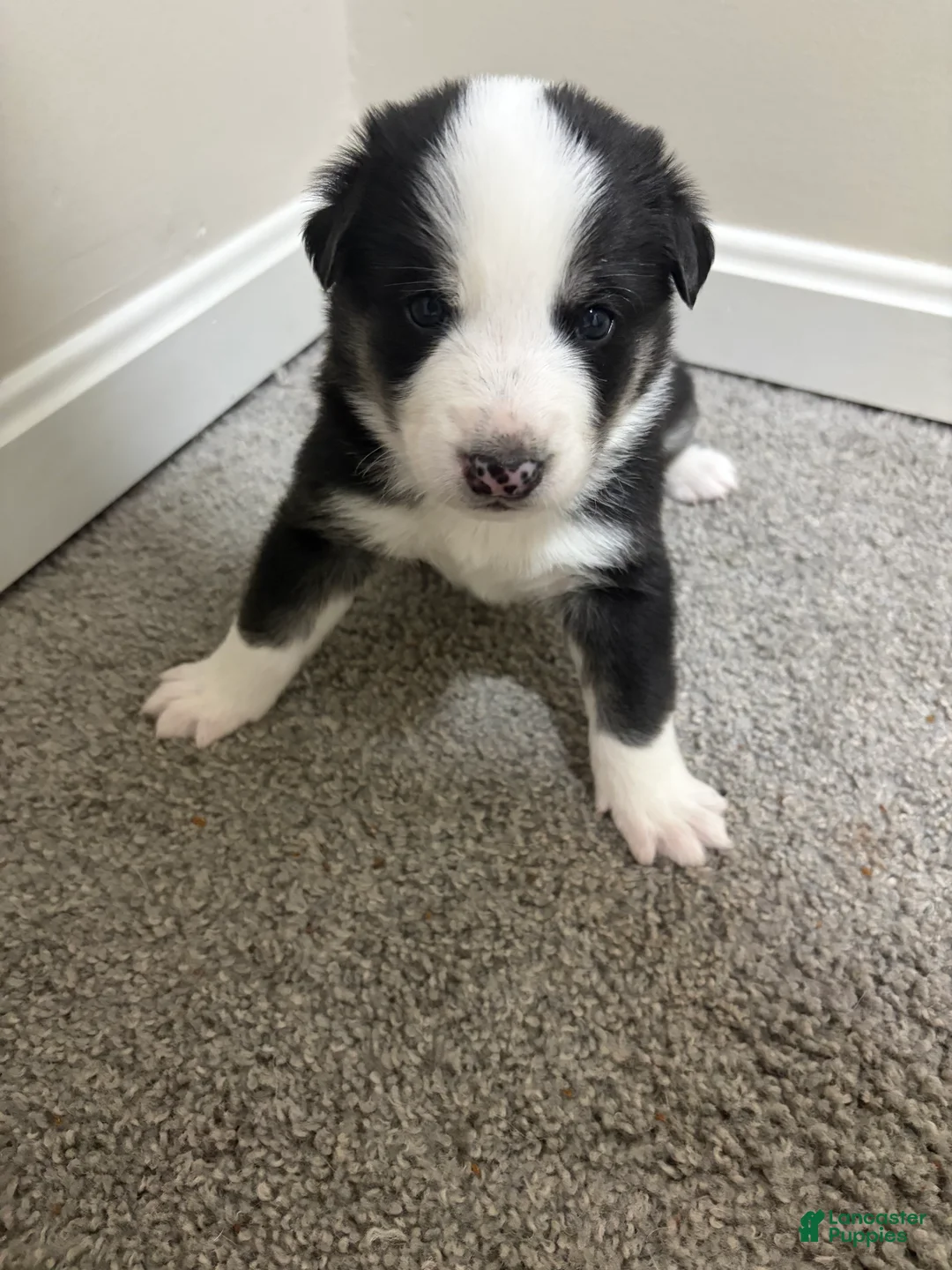Mixed Breed dogs for sale: Simon - Ad 2