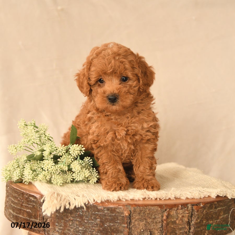 Toy Poodle dogs Buddy - Ad 2