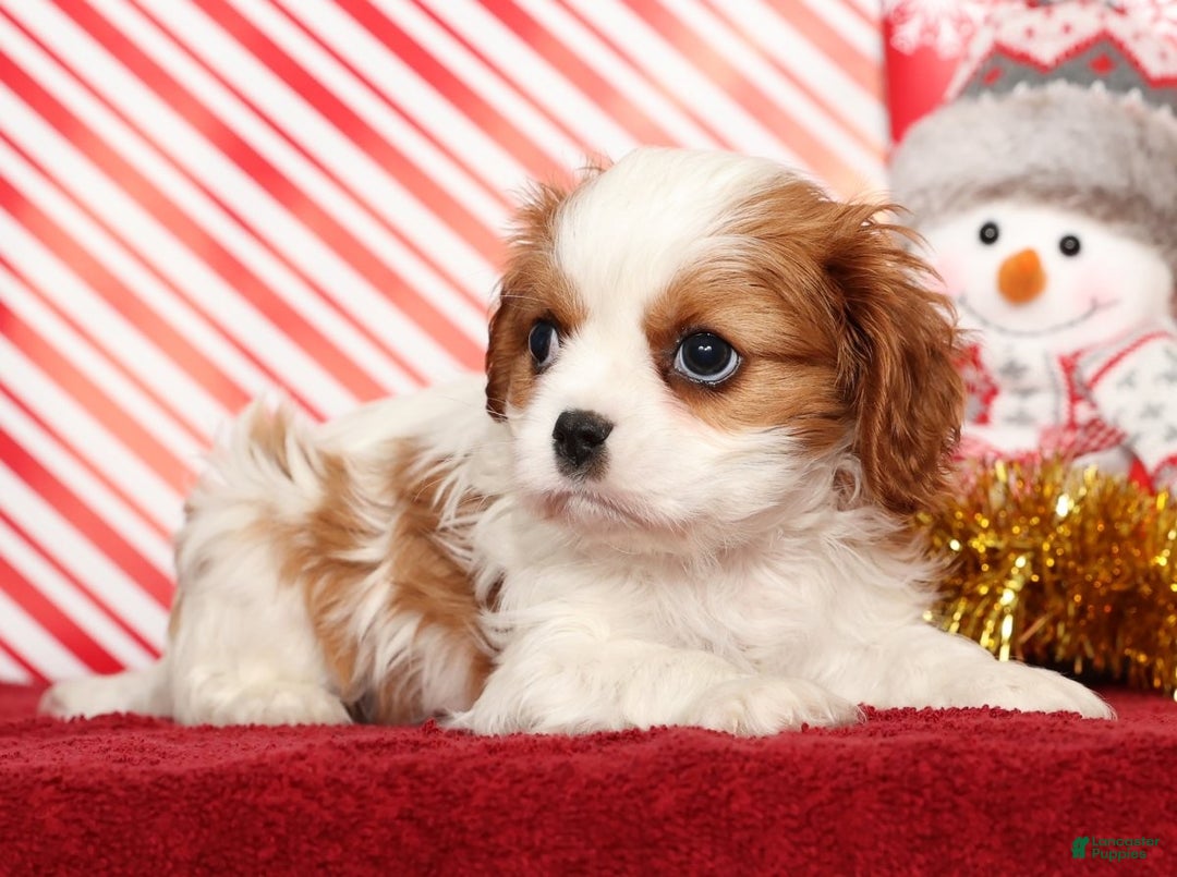 Cavalier King Charles Spaniel dogs for sale: Bingo - Ad 3