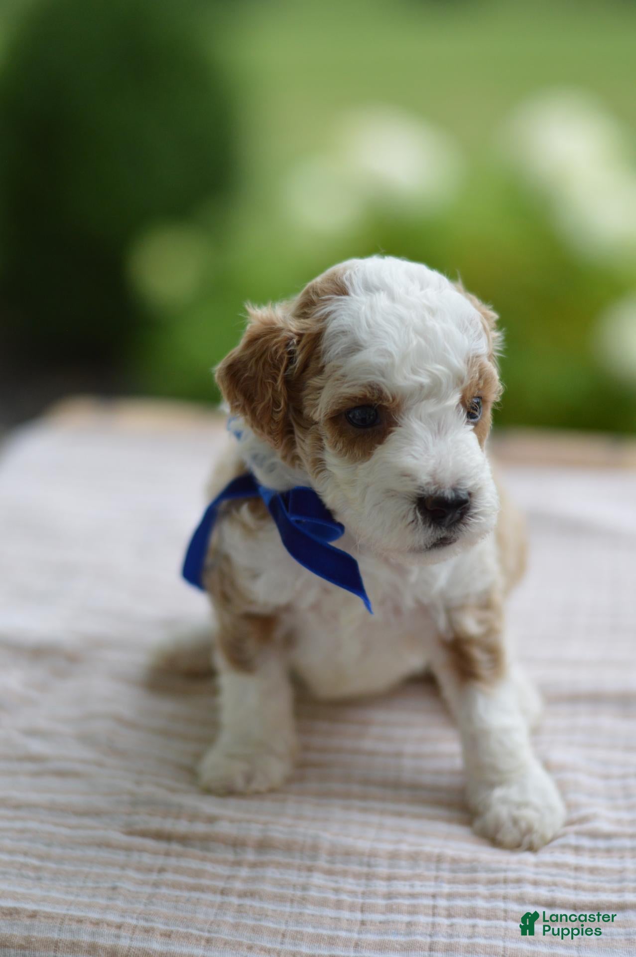 Mini Goldendoodle dogs April - Ad 2