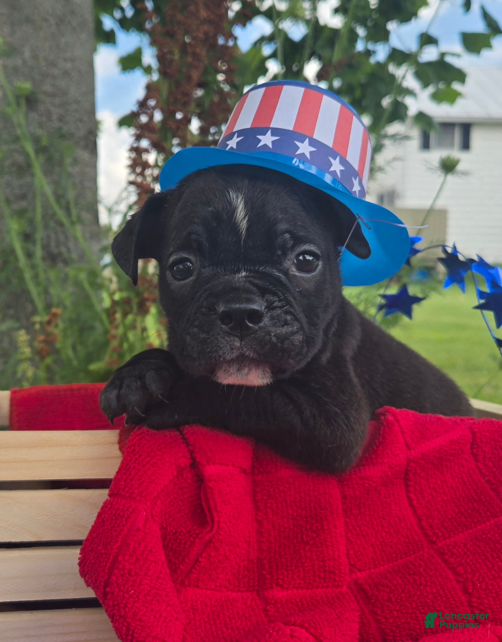 Olde English Bulldogge dogs Buzz - Ad 1