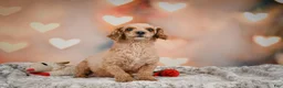 Toy Poodle dogs for sale: Joey - Ad 13