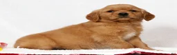 Golden Retriever dogs for sale: Gracie - Ad 3