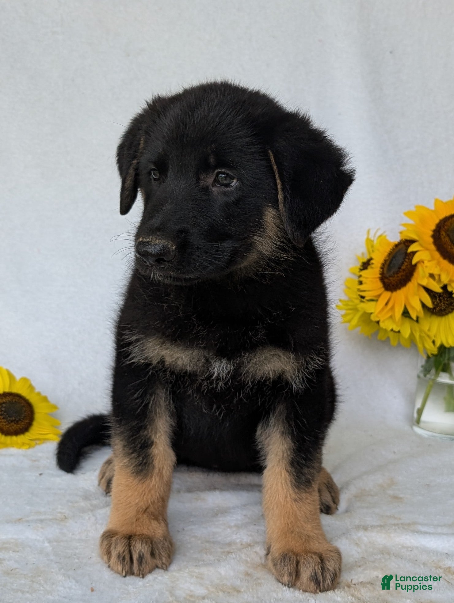 German Shepherd dogs Mati - Ad 2