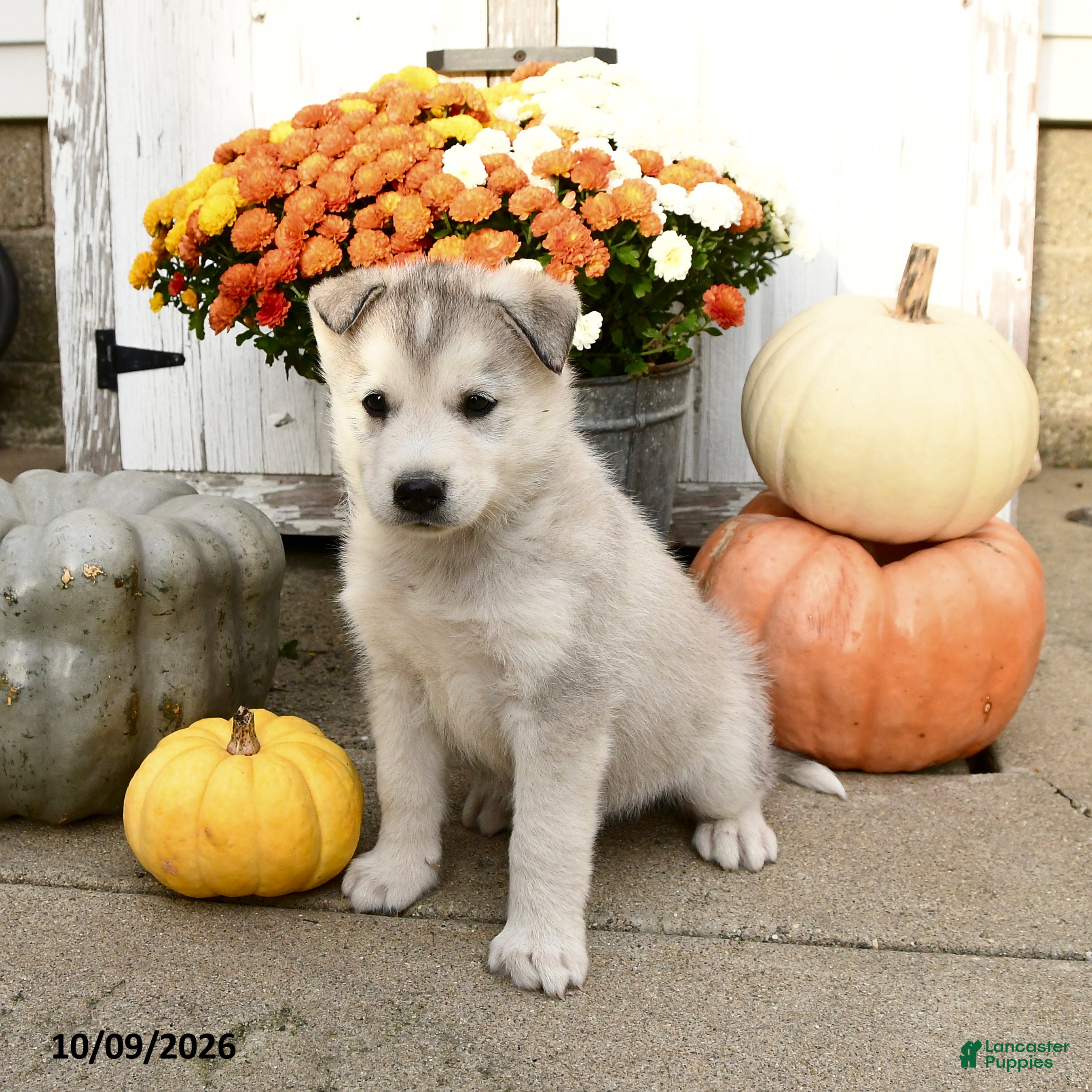 Mixed Breed dogs for sale: Tango - Ad 1