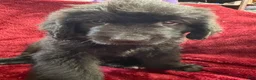 Newfoundland dogs for sale: Newfoundland 3 - Ad 4