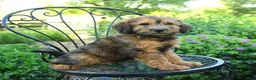 Mixed Breed dogs for sale: Patrick - Ad 3