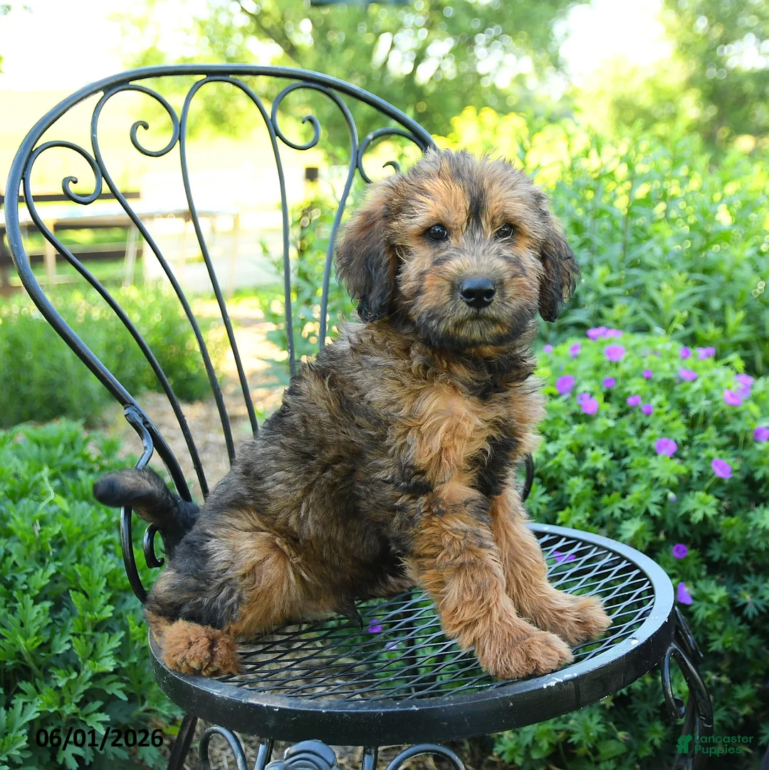 Mixed Breed dogs for sale: Patrick - Ad 3