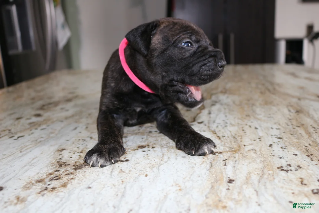 Cane Corso dogs for sale: Pink - Ad 2