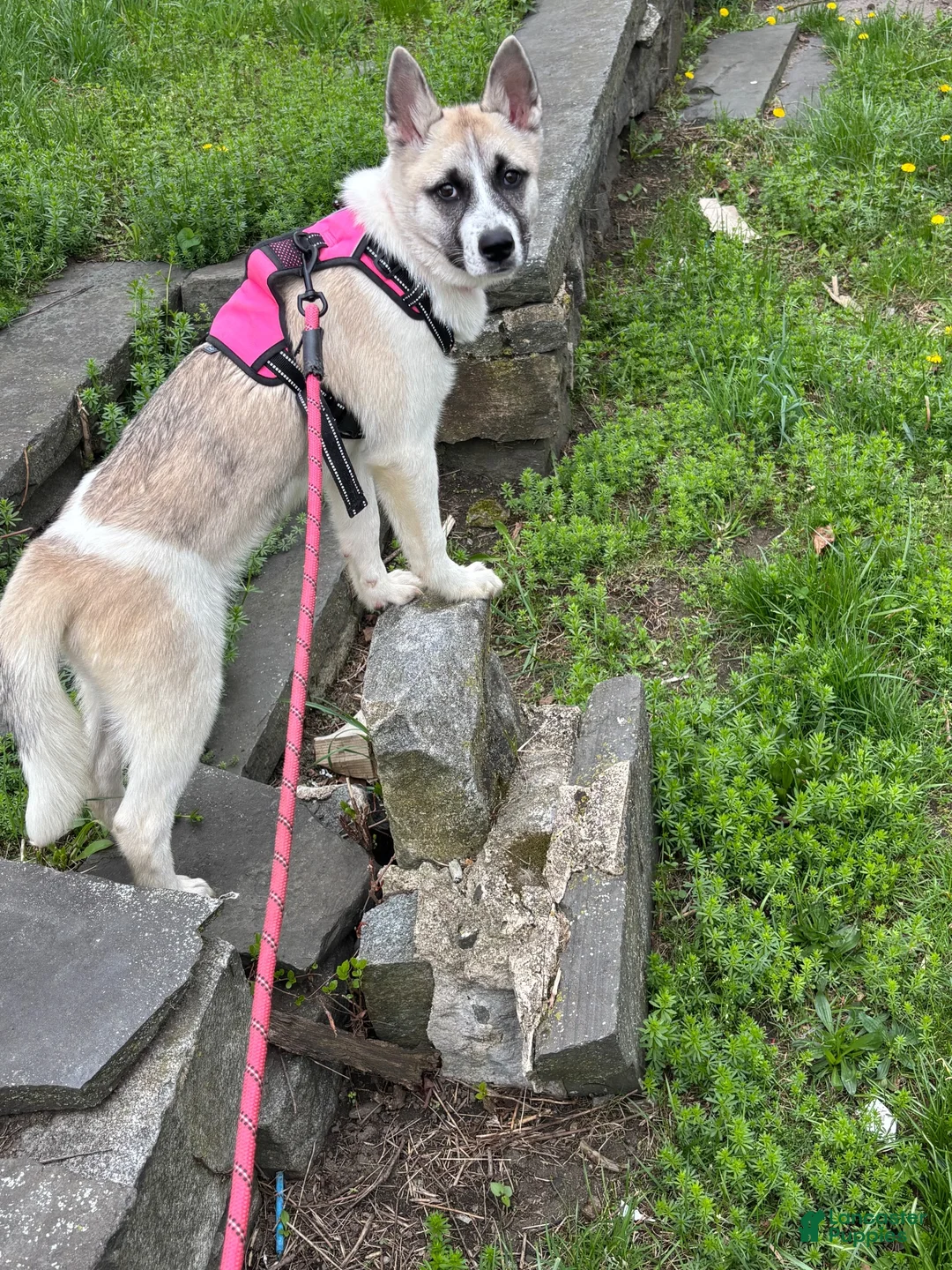 Mixed Breed dogs for sale: Mila - Ad 2